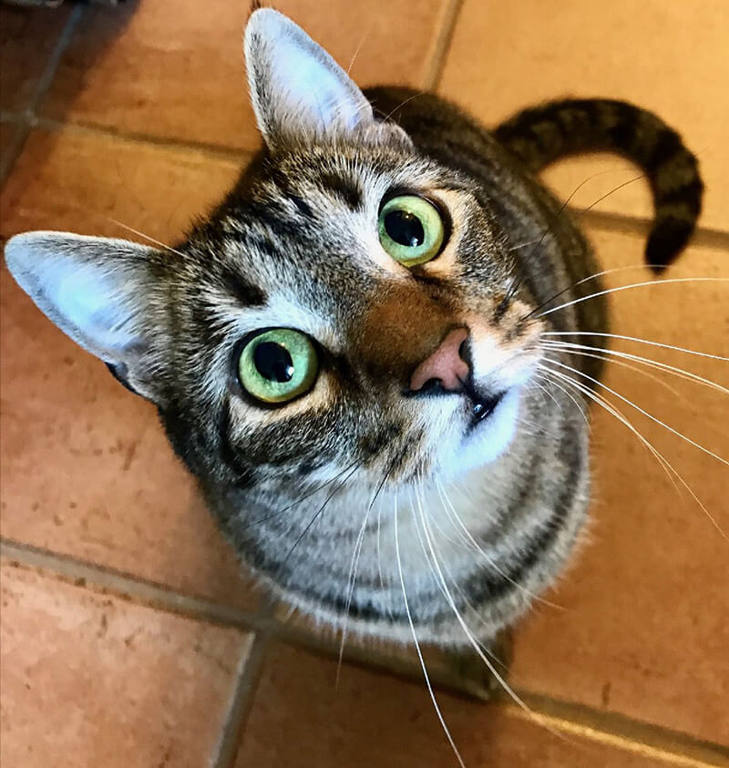 In Home Pet Sitting Near Me Frisco, Carrollton, Plano, The Colony