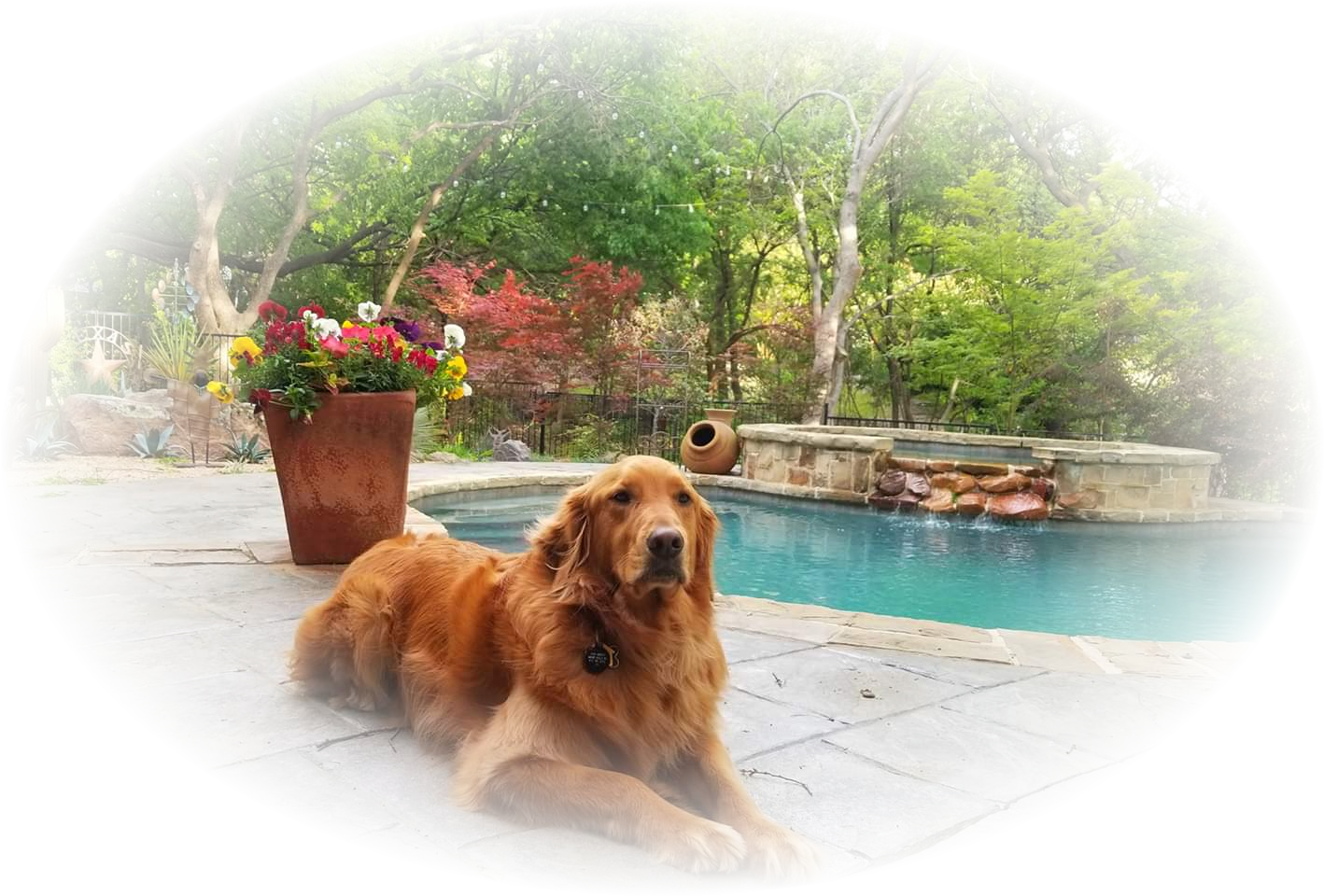 Dallas Dog Walking and Dallas Pet Sitter Services 75287 Grand Paws Pet Sitter